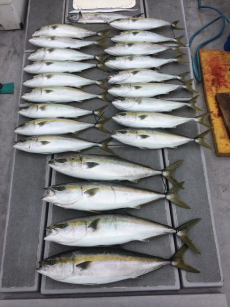 SeaRide(シーライド) 釣果