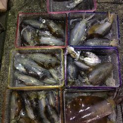 まるいち丸 ZERO-1 釣果