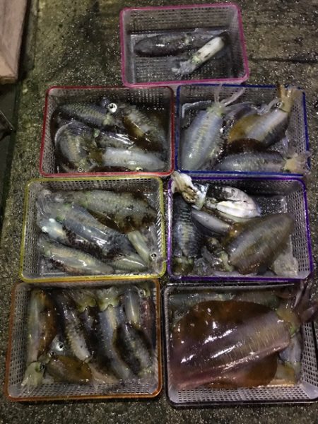 まるいち丸 ZERO-1 釣果