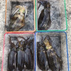 まるいち丸 ZERO-1 釣果