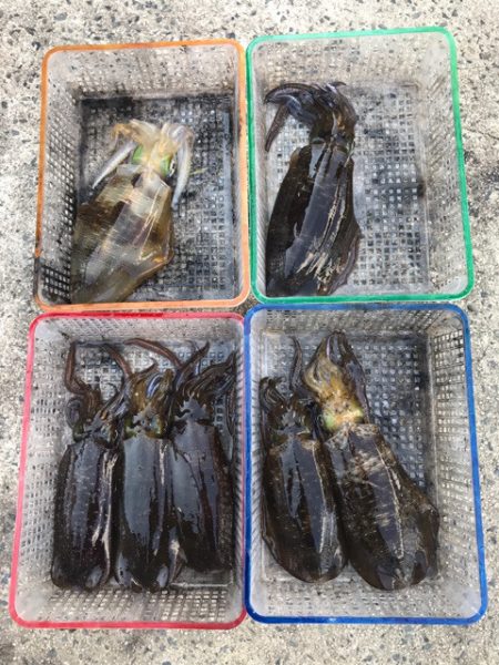 まるいち丸 ZERO-1 釣果