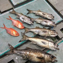 ＴＡＲＯＭＡＲＵ 釣果