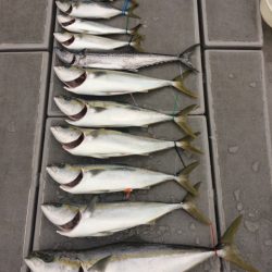 SeaRide(シーライド) 釣果