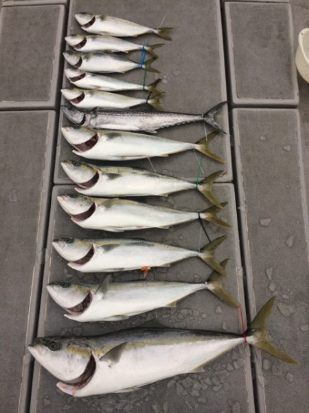 SeaRide(シーライド) 釣果