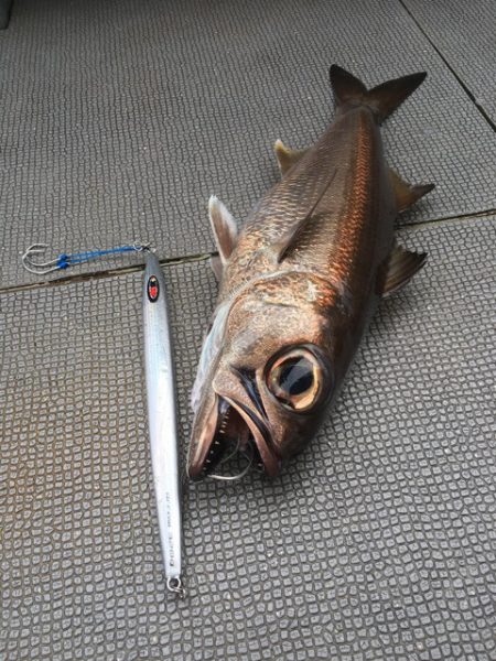 ＴＡＲＯＭＡＲＵ 釣果