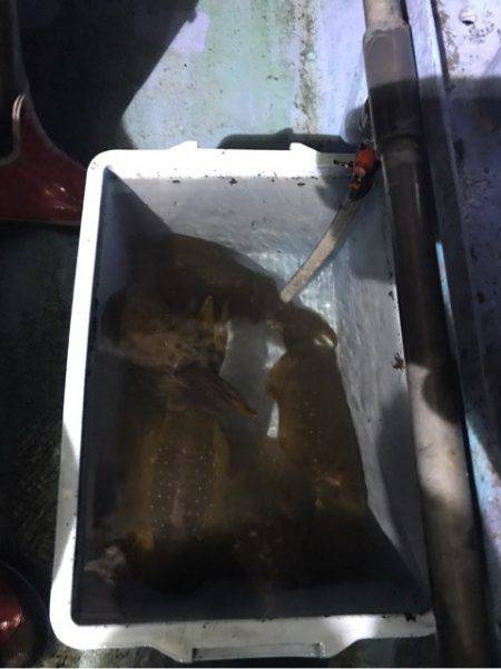 ヤザワ渡船 釣果