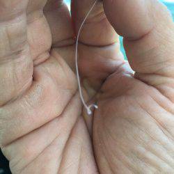 末広丸(熊本) 釣果