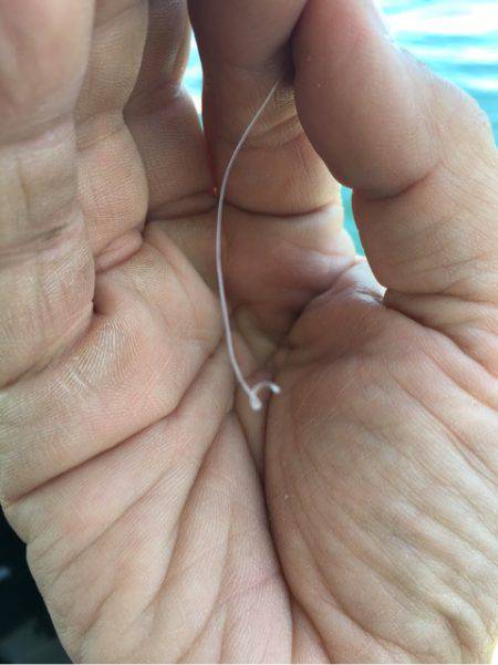 末広丸(熊本) 釣果