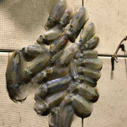 Monster Rush! 釣果