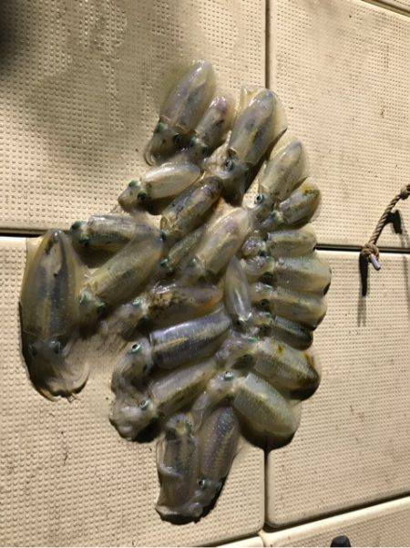 Monster Rush! 釣果