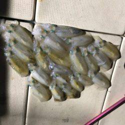 Monster Rush! 釣果