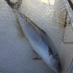 「LaGooN」蒼陽丸 日和号 釣果