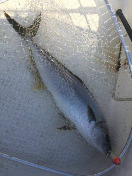 「LaGooN」蒼陽丸 日和号　 釣果
