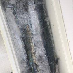 「LaGooN」蒼陽丸 日和号 釣果