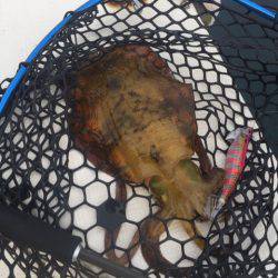 「LaGooN」蒼陽丸 日和号 釣果