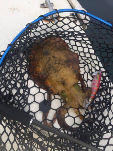 「LaGooN」蒼陽丸 日和号 釣果