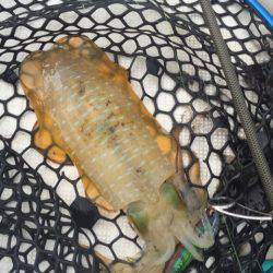 「LaGooN」蒼陽丸 日和号 釣果