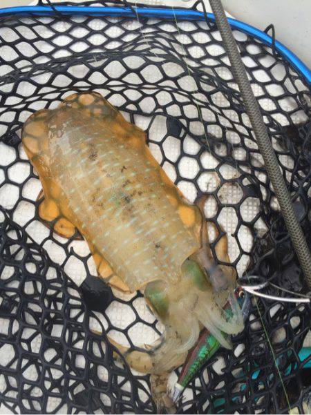 「LaGooN」蒼陽丸 日和号 釣果