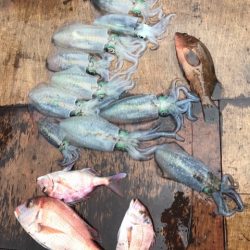 遊漁船メテオ 釣果