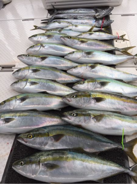 ビッグファイター 釣果