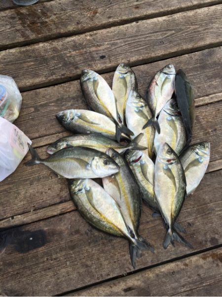 釣り堀水宝 釣果