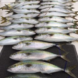 ビッグファイター 釣果