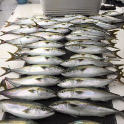 ビッグファイター 釣果