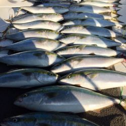 ビッグファイター 釣果