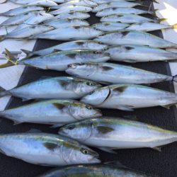 ビッグファイター 釣果