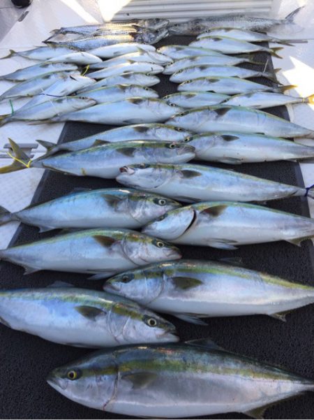 ビッグファイター 釣果