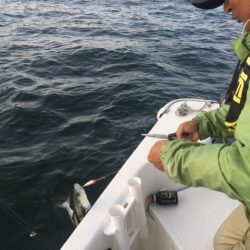 「LaGooN」蒼陽丸 日和号 釣果