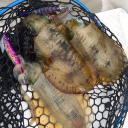 「LaGooN」蒼陽丸 日和号 釣果