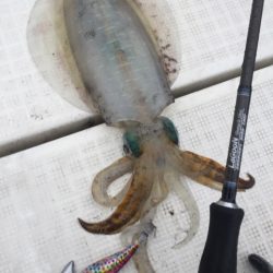 「LaGooN」蒼陽丸 日和号 釣果