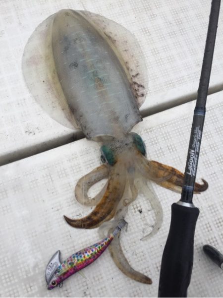 「LaGooN」蒼陽丸 日和号 釣果