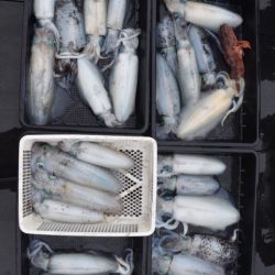 渡船屋たにぐち 釣果