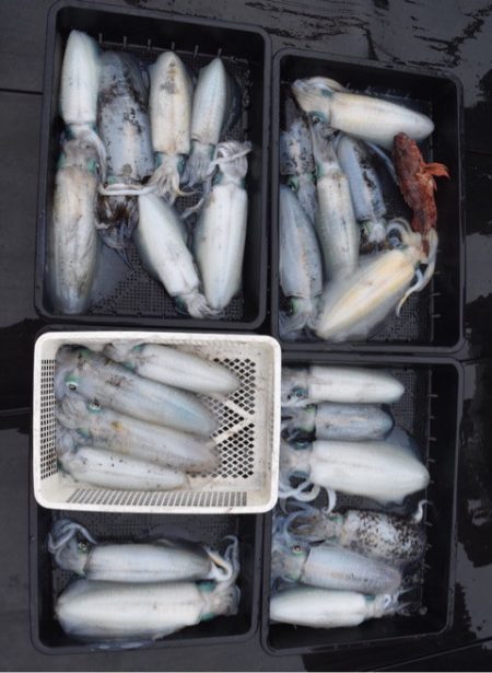 渡船屋たにぐち 釣果