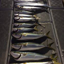 SeaRide(シーライド) 釣果