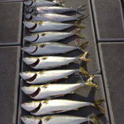 SeaRide(シーライド) 釣果