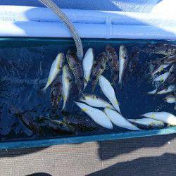 小樽港遊漁船ＳＨＡＫＥ 釣果