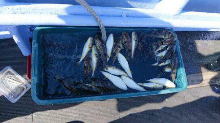 小樽港遊漁船ＳＨＡＫＥ 釣果