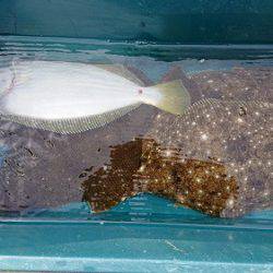 小樽港遊漁船SHAKE 釣果