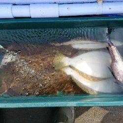 小樽港遊漁船SHAKE 釣果