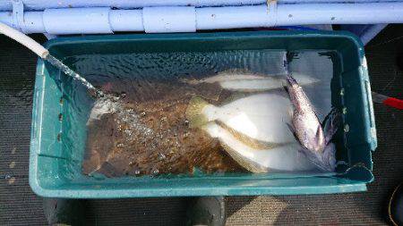 小樽港遊漁船SHAKE 釣果