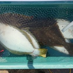 小樽港遊漁船ＳＨＡＫＥ 釣果