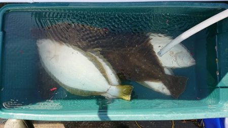 小樽港遊漁船ＳＨＡＫＥ 釣果