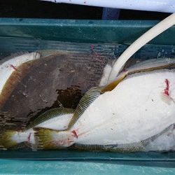 小樽港遊漁船SHAKE 釣果