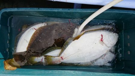 小樽港遊漁船SHAKE 釣果