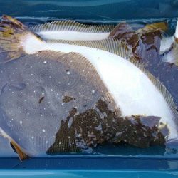 小樽港遊漁船SHAKE 釣果