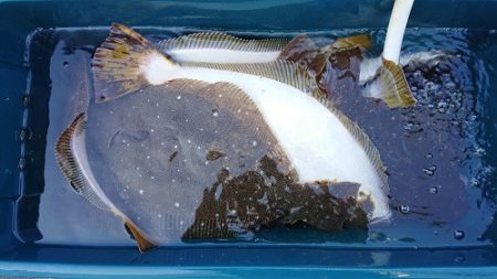 小樽港遊漁船SHAKE 釣果