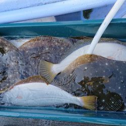 小樽港遊漁船SHAKE 釣果